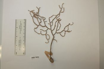 Media type: image;   Invertebrate Zoology CNID-4648 Description: Live specimen.;